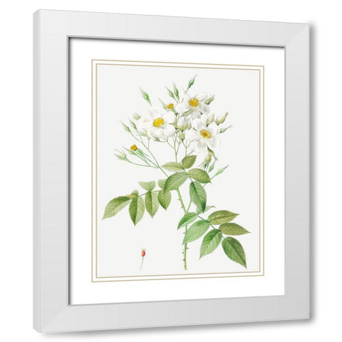 Musk Rose, Rosa moschata White Modern Wood Framed Art Print with Double Matting by Redoute, Pierre Joseph