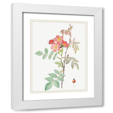 Redleaf Rose, Rosebush with Reddish Leaves, Rosa rubrifolia White Modern Wood Framed Art Print with Double Matting by Redoute, Pierre Joseph