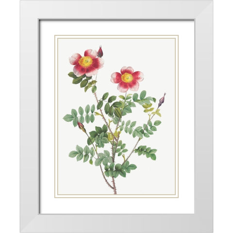 Burnet Rose, Rosa pimpinellifolia flore variegato White Modern Wood Framed Art Print with Double Matting by Redoute, Pierre Joseph