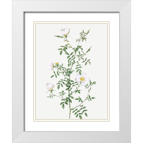Myrtle Leaved Hedge Rose, Roses of Hayes with Myrtle Leaves, Rosa sepium Myrtifolia White Modern Wood Framed Art Print with Double Matting by Redoute, Pierre Joseph