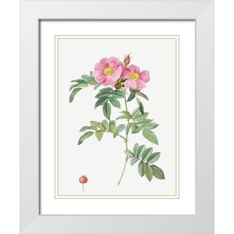 Rosa lucida, Shining Rose White Modern Wood Framed Art Print with Double Matting by Redoute, Pierre Joseph
