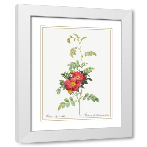Alpine Rose, Rosebush of Alpes with Weak Stems, Rosa alpina debilis White Modern Wood Framed Art Print with Double Matting by Redoute, Pierre Joseph