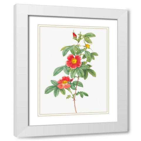 Rosa majalis, Single May Rose, Rosa Cinnamomea flore simplici White Modern Wood Framed Art Print with Double Matting by Redoute, Pierre Joseph
