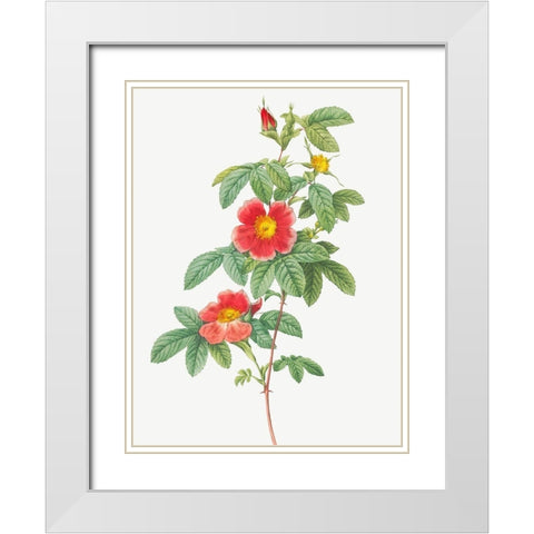 Rosa majalis, Single May Rose, Rosa Cinnamomea flore simplici White Modern Wood Framed Art Print with Double Matting by Redoute, Pierre Joseph