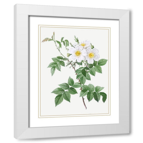 Short styled rose with yellow and white flowers, Rosa brevistyla leucochroa White Modern Wood Framed Art Print with Double Matting by Redoute, Pierre Joseph