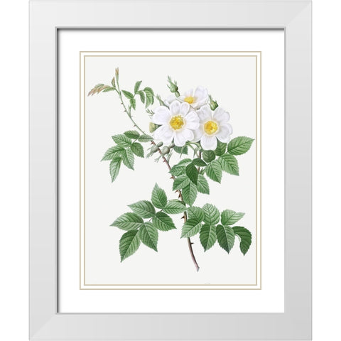 Short styled rose with yellow and white flowers, Rosa brevistyla leucochroa White Modern Wood Framed Art Print with Double Matting by Redoute, Pierre Joseph