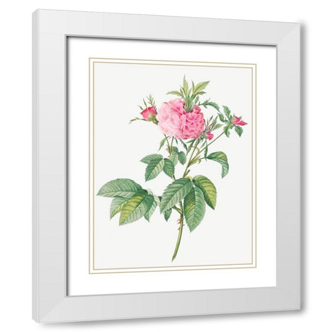 Agatha rose, Rosa gallica Agatha White Modern Wood Framed Art Print with Double Matting by Redoute, Pierre Joseph