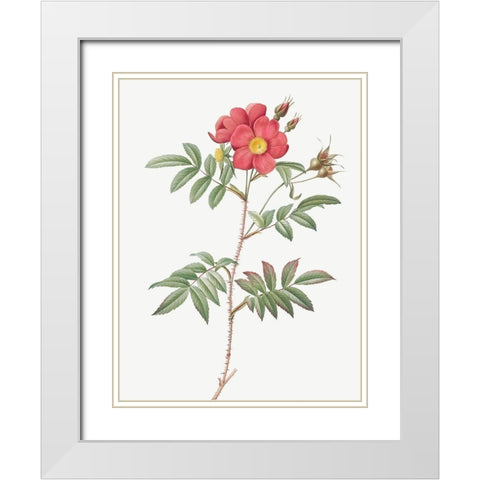 Red Leaved Rose, Rose Tree with Red Stems and Spines, Rosa redutea glauca White Modern Wood Framed Art Print with Double Matting by Redoute, Pierre Joseph