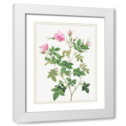 Wild Rose, Rosebush with small flowers, Rosa parviflora White Modern Wood Framed Art Print with Double Matting by Redoute, Pierre Joseph