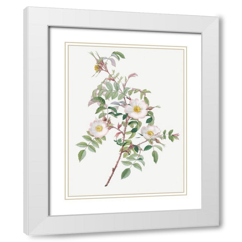 Rosa reductea glauca, Reddish Rosebush White Modern Wood Framed Art Print with Double Matting by Redoute, Pierre Joseph