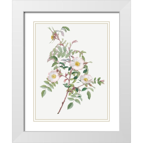 Rosa reductea glauca, Reddish Rosebush White Modern Wood Framed Art Print with Double Matting by Redoute, Pierre Joseph