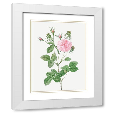 Pink Agatha, Rosa gallica Agatha incarnata White Modern Wood Framed Art Print with Double Matting by Redoute, Pierre Joseph