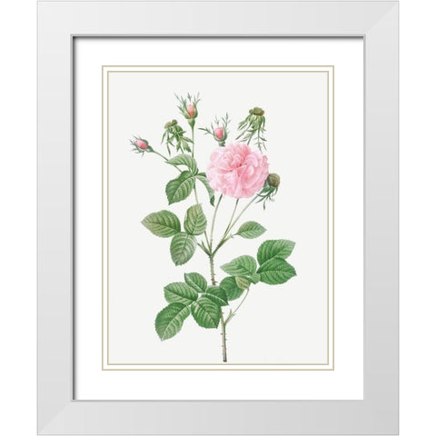 Pink Agatha, Rosa gallica Agatha incarnata White Modern Wood Framed Art Print with Double Matting by Redoute, Pierre Joseph