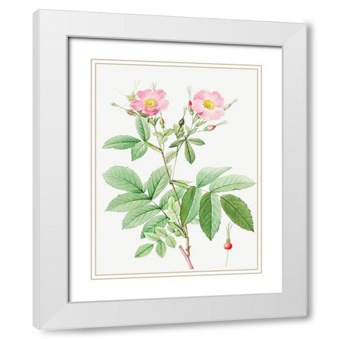 Alpine Rose, Alpine Rose with Penduncle and Glaborous Calyx White Modern Wood Framed Art Print with Double Matting by Redoute, Pierre Joseph