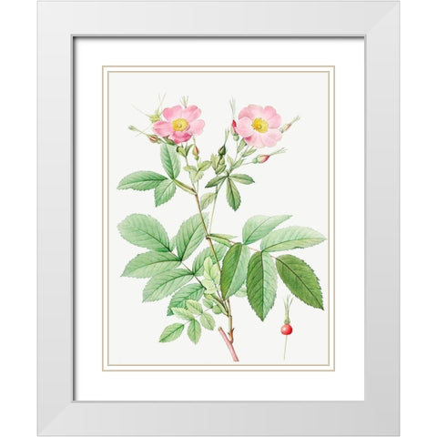 Alpine Rose, Alpine Rose with Penduncle and Glaborous Calyx White Modern Wood Framed Art Print with Double Matting by Redoute, Pierre Joseph