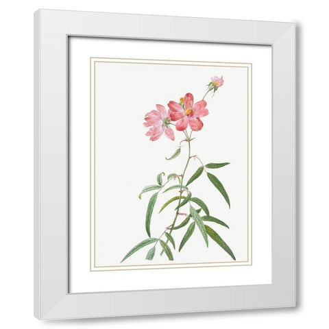 Peach Leafed Rose, Rosa longifolia White Modern Wood Framed Art Print with Double Matting by Redoute, Pierre Joseph