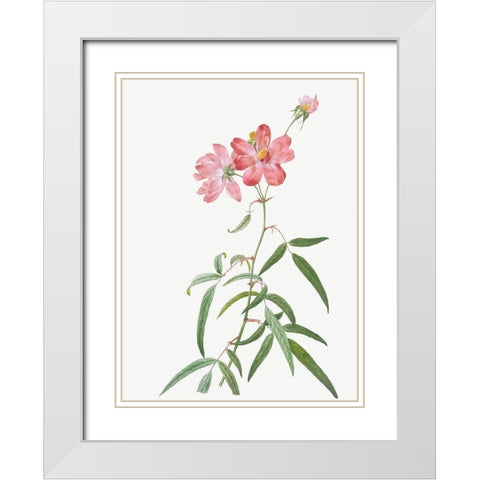 Peach Leafed Rose, Rosa longifolia White Modern Wood Framed Art Print with Double Matting by Redoute, Pierre Joseph