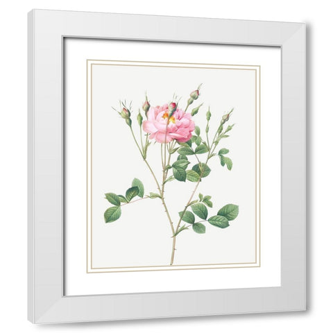 Anemone Flowered Sweetbriar, Rusty Rose with Anemone Flowers White Modern Wood Framed Art Print with Double Matting by Redoute, Pierre Joseph