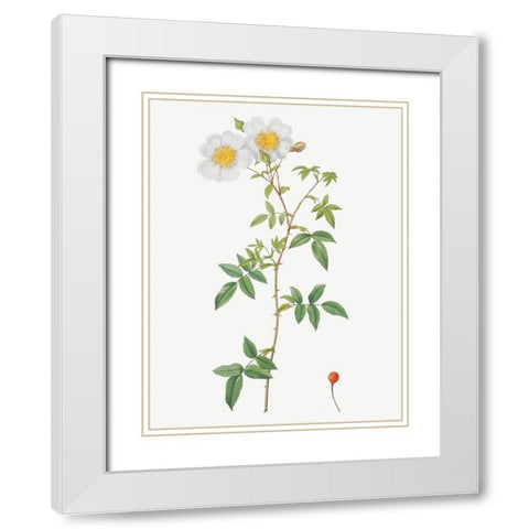 Rosa sempervirens, Climbing Rose with Globose Fruit White Modern Wood Framed Art Print with Double Matting by Redoute, Pierre Joseph