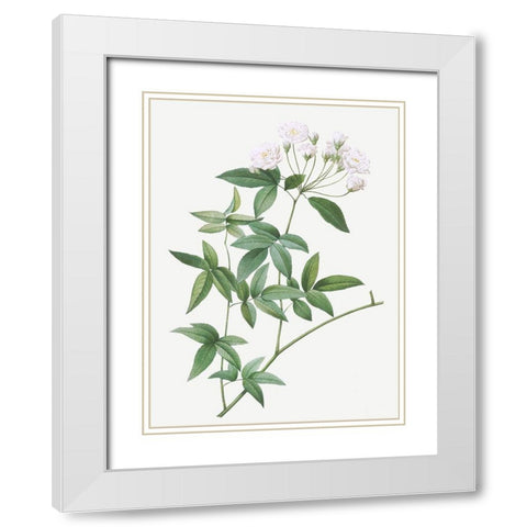 Lady Banks rose, Rosa banksiae White Modern Wood Framed Art Print with Double Matting by Redoute, Pierre Joseph