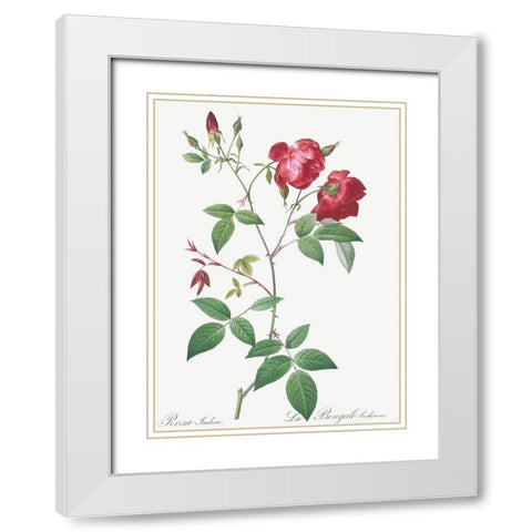Velvet China Rose, Rosa indica White Modern Wood Framed Art Print with Double Matting by Redoute, Pierre Joseph