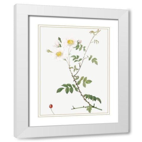 Field Rose, Rosebush with Ovoid Fruits, Rosa arvensis ovata White Modern Wood Framed Art Print with Double Matting by Redoute, Pierre Joseph