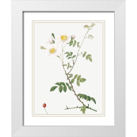 Field Rose, Rosebush with Ovoid Fruits, Rosa arvensis ovata White Modern Wood Framed Art Print with Double Matting by Redoute, Pierre Joseph
