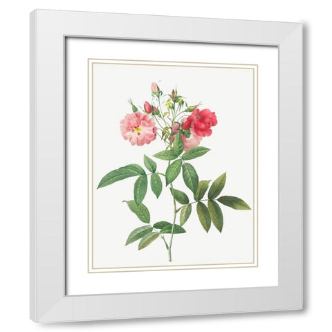 Subcorymbose Hudson Rose, Rosa Hudsoniana Subcorymbosa White Modern Wood Framed Art Print with Double Matting by Redoute, Pierre Joseph