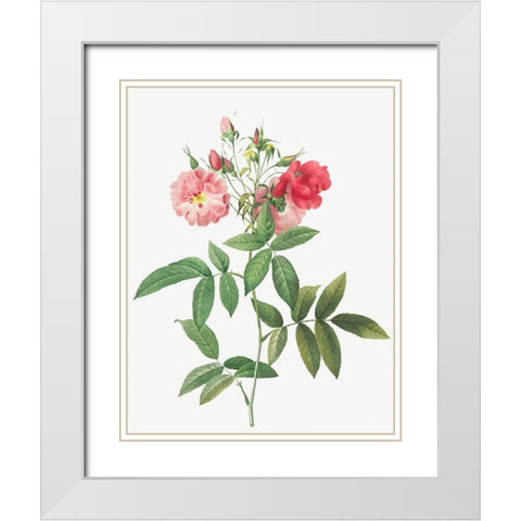 Subcorymbose Hudson Rose, Rosa Hudsoniana Subcorymbosa White Modern Wood Framed Art Print with Double Matting by Redoute, Pierre Joseph