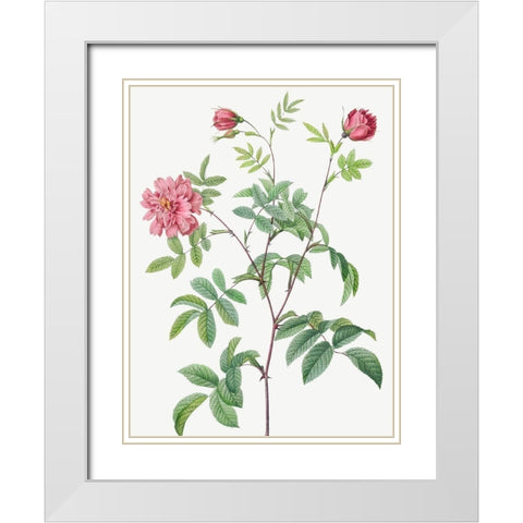 Cinnamon Rose, Rose of May, Rosa cinnamomea maialis White Modern Wood Framed Art Print with Double Matting by Redoute, Pierre Joseph