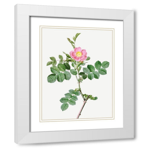 Sweet-Brier Rosebush, Rosa rubiginosa cretica White Modern Wood Framed Art Print with Double Matting by Redoute, Pierre Joseph