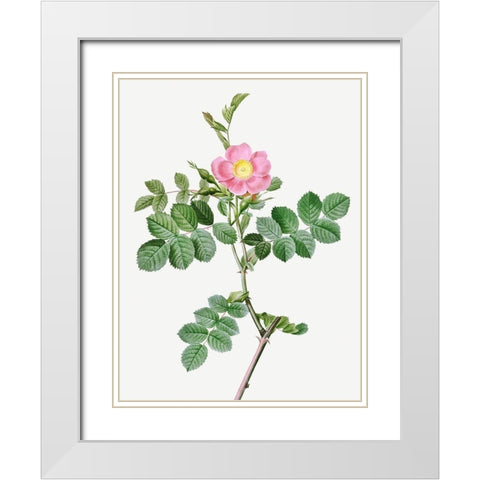 Sweet-Brier Rosebush, Rosa rubiginosa cretica White Modern Wood Framed Art Print with Double Matting by Redoute, Pierre Joseph