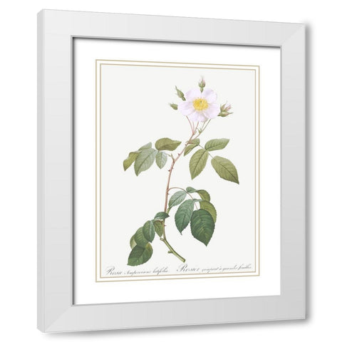 Big Leaved Climbing Rose, Rosa sempervirens latifolia White Modern Wood Framed Art Print with Double Matting by Redoute, Pierre Joseph