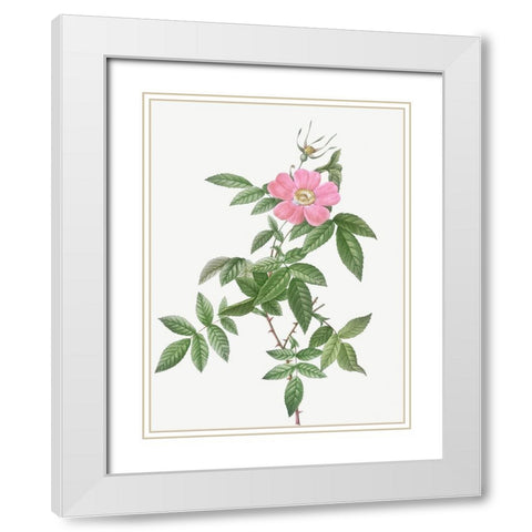Boursault Rose, Rosa reclinata flore simplici White Modern Wood Framed Art Print with Double Matting by Redoute, Pierre Joseph