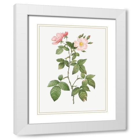 Rosa glauca, Rosebush with Bramble Leaves, Rosa rubifolia White Modern Wood Framed Art Print with Double Matting by Redoute, Pierre Joseph