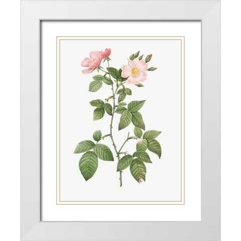 Rosa glauca, Rosebush with Bramble Leaves, Rosa rubifolia White Modern Wood Framed Art Print with Double Matting by Redoute, Pierre Joseph