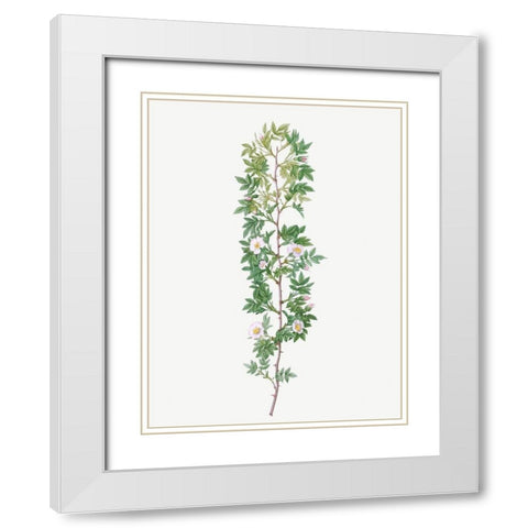 Cuspidate Rose, Rosa aciphylla White Modern Wood Framed Art Print with Double Matting by Redoute, Pierre Joseph