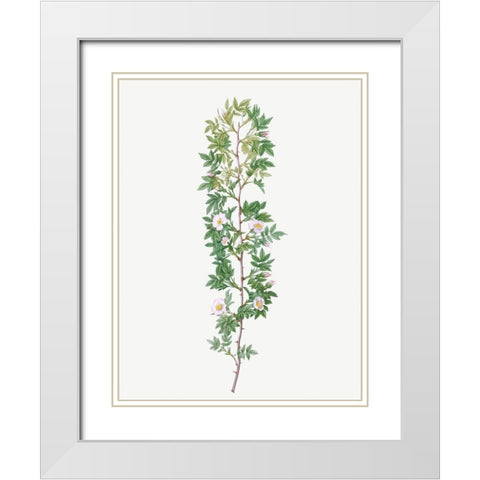 Cuspidate Rose, Rosa aciphylla White Modern Wood Framed Art Print with Double Matting by Redoute, Pierre Joseph