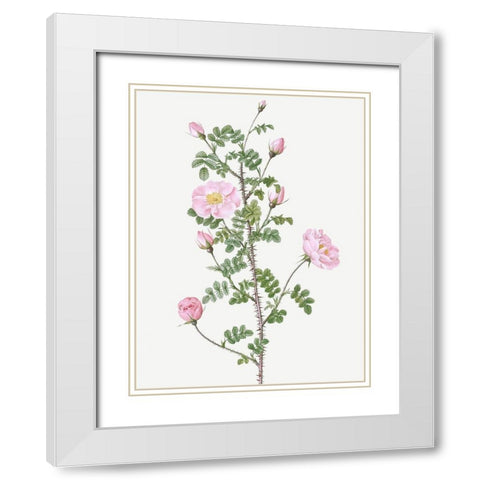 Double Pink Scotch Briar, Red Pimple Rose, Rosa pimpinellifolia rubra White Modern Wood Framed Art Print with Double Matting by Redoute, Pierre Joseph