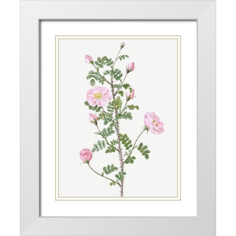 Double Pink Scotch Briar, Red Pimple Rose, Rosa pimpinellifolia rubra White Modern Wood Framed Art Print with Double Matting by Redoute, Pierre Joseph