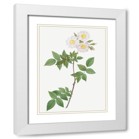 Rosa Collina, Rosa Collina fastigiata White Modern Wood Framed Art Print with Double Matting by Redoute, Pierre Joseph
