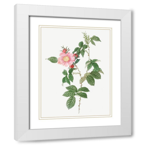 Dog Rose, Big Flowered Dog Rose, Rosa canina grandiflora White Modern Wood Framed Art Print with Double Matting by Redoute, Pierre Joseph