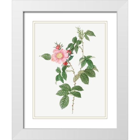 Dog Rose, Big Flowered Dog Rose, Rosa canina grandiflora White Modern Wood Framed Art Print with Double Matting by Redoute, Pierre Joseph