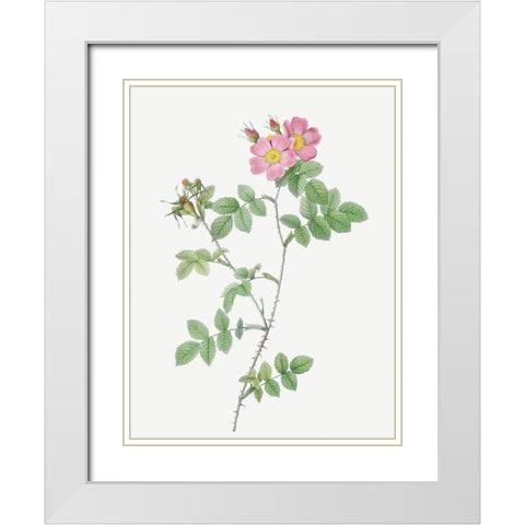 Sweetbriar, Rusty Rose with Three Flowers, Rosa rubiginosa triflora White Modern Wood Framed Art Print with Double Matting by Redoute, Pierre Joseph
