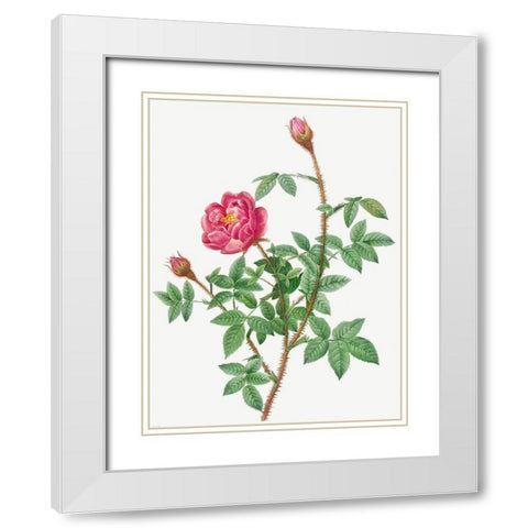Anemone Flowered Rose Muscosa, Rosa muscosa anemone flora White Modern Wood Framed Art Print with Double Matting by Redoute, Pierre Joseph