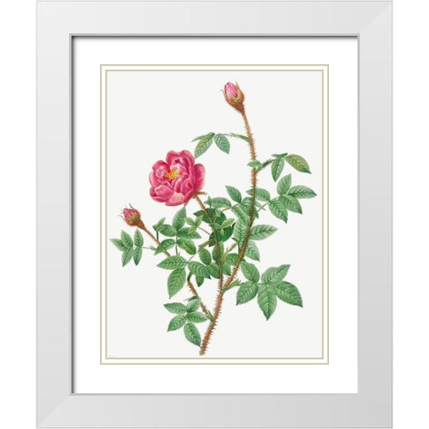 Anemone Flowered Rose Muscosa, Rosa muscosa anemone flora White Modern Wood Framed Art Print with Double Matting by Redoute, Pierre Joseph