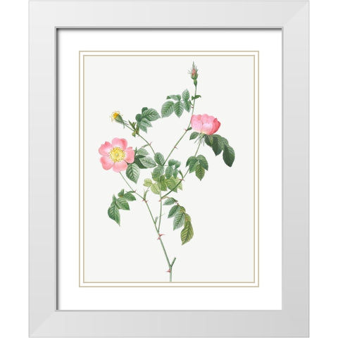 Austrian Briar, Rosa foetida White Modern Wood Framed Art Print with Double Matting by Redoute, Pierre Joseph