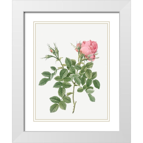 Dwarf Four Seasons Rose, Rosa bifera pumila White Modern Wood Framed Art Print with Double Matting by Redoute, Pierre Joseph