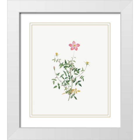 Single Dwarf China Rose, Rosa indica pumila, flore simplici White Modern Wood Framed Art Print with Double Matting by Redoute, Pierre Joseph