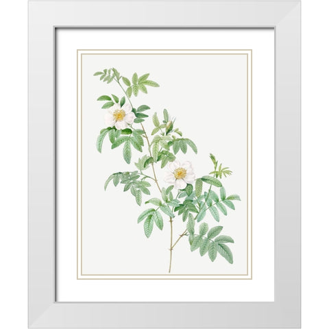 Clinophylla,  Rose Leaved Leaves White Modern Wood Framed Art Print with Double Matting by Redoute, Pierre Joseph